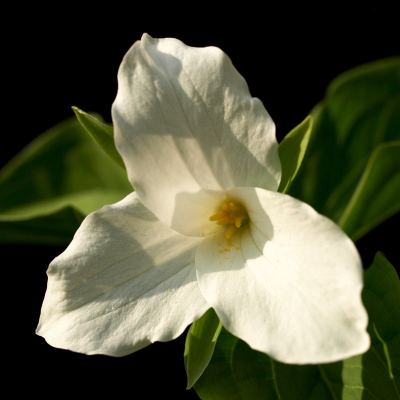 Trillium Wildflower